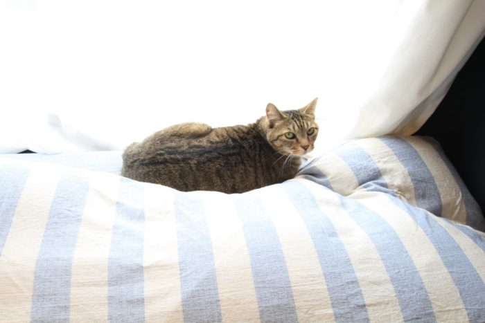 猫は日向ぼっこが大好き