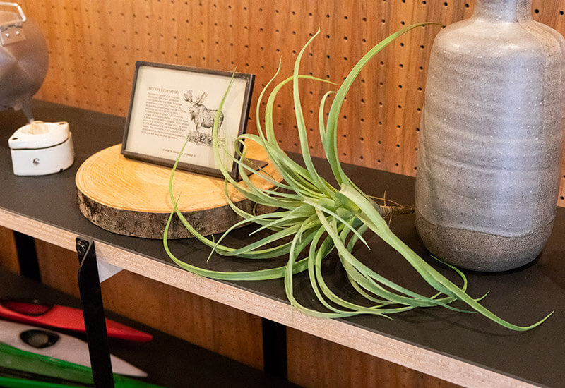 棚に置かれた植物とディスプレイ