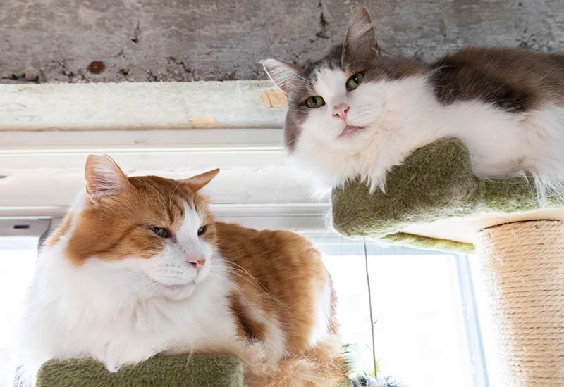 キャットウォークでくつろぐ猫の風景
