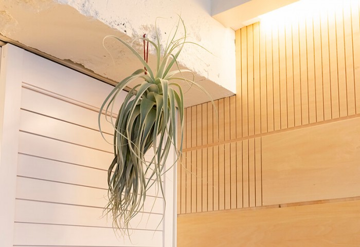表参道ショールーム・観葉植物