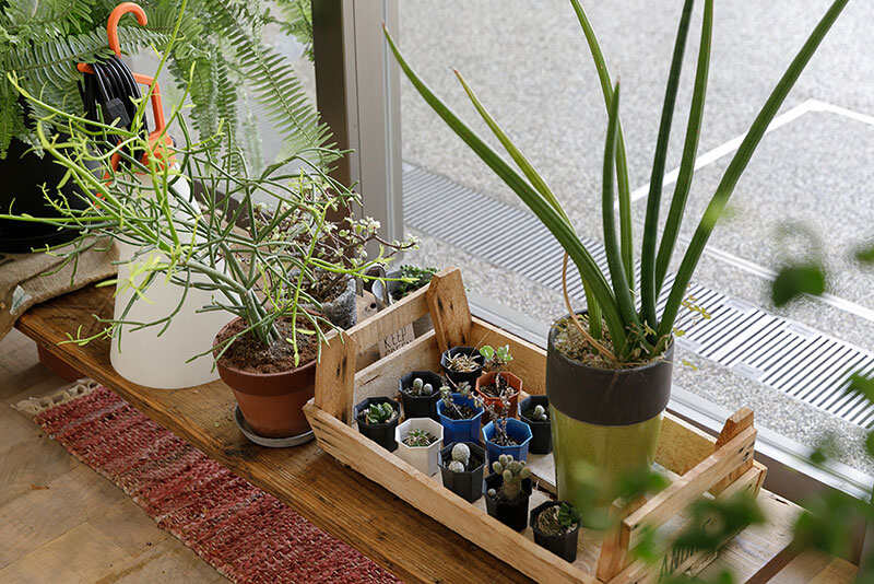 室内に置かれた植物