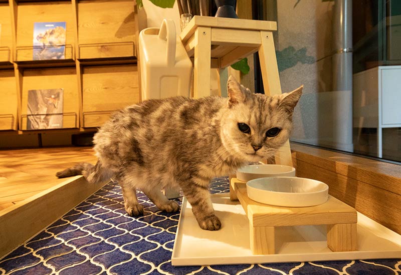 キャットウォークでごはんを食べる猫のイメージ