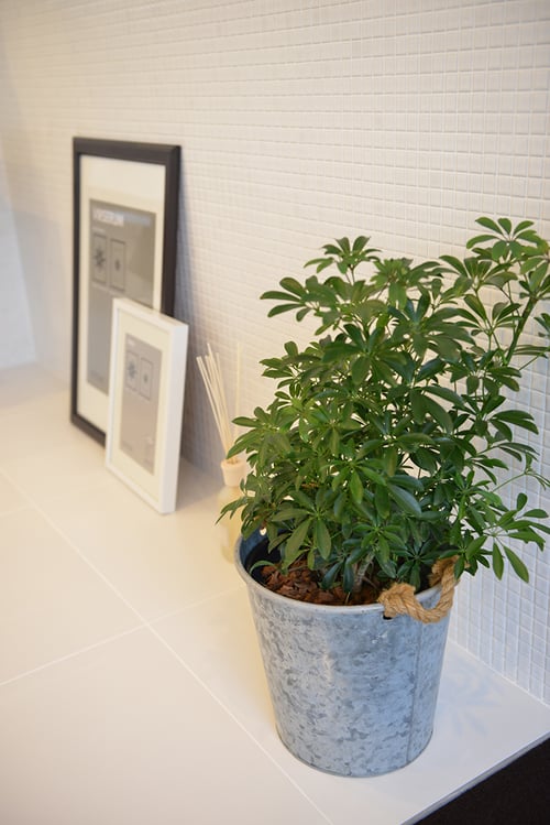 植物とインテリア小物