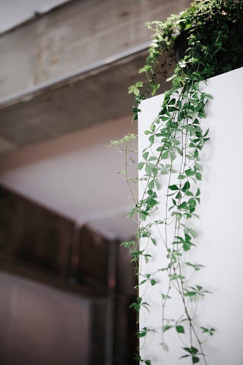コンクリートの壁と垂れ下がる植物