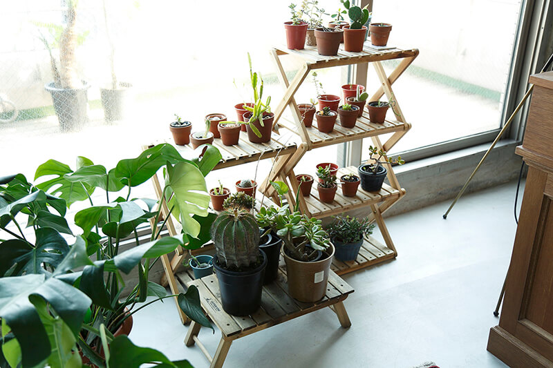 台の上に置かれた植物