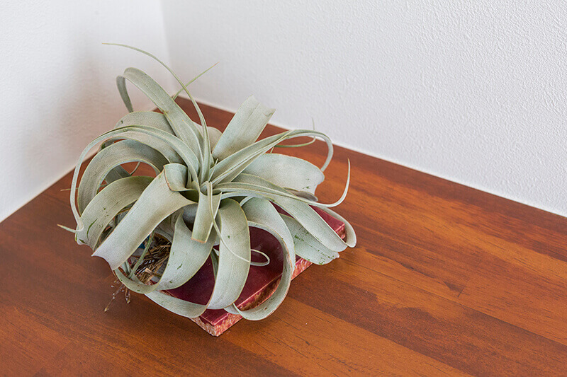 植物と床