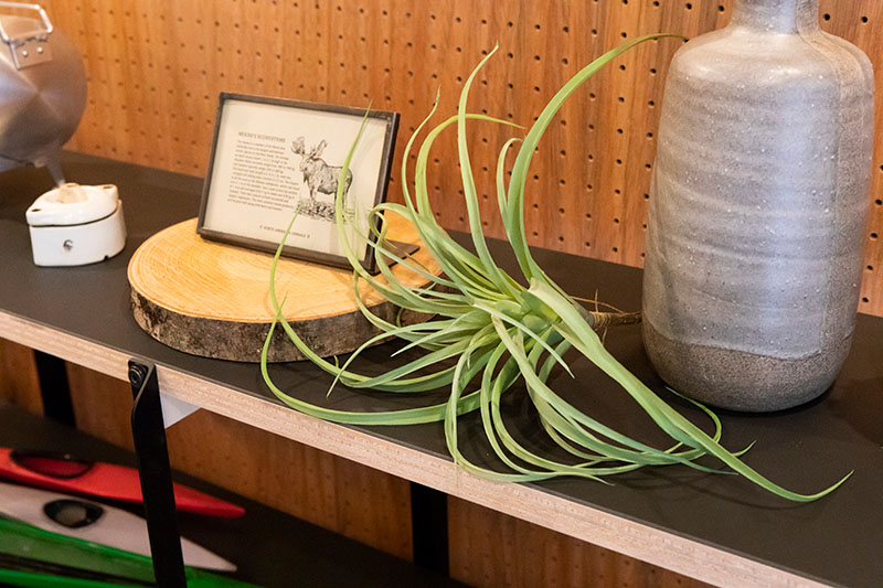 植物とインテリア小物