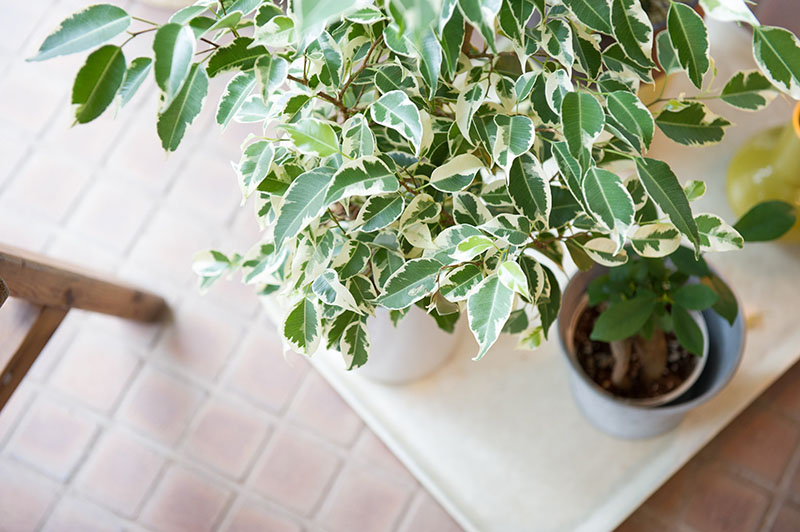 植物