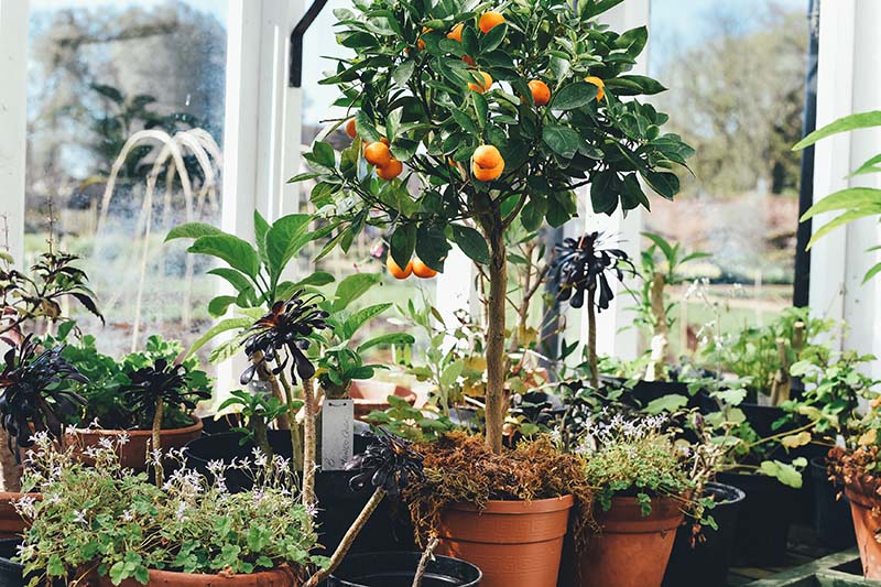 果物の植木