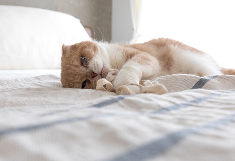 猫がベットで横になっているイメージ