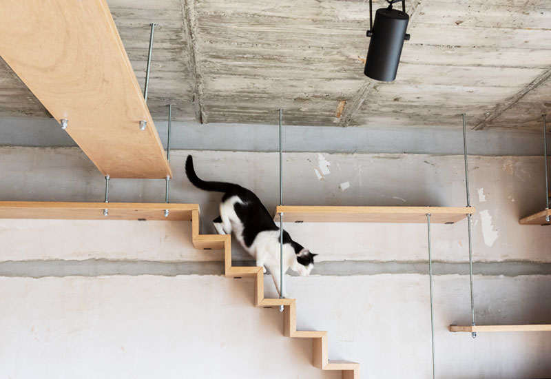 階段を降りる猫のイメージ