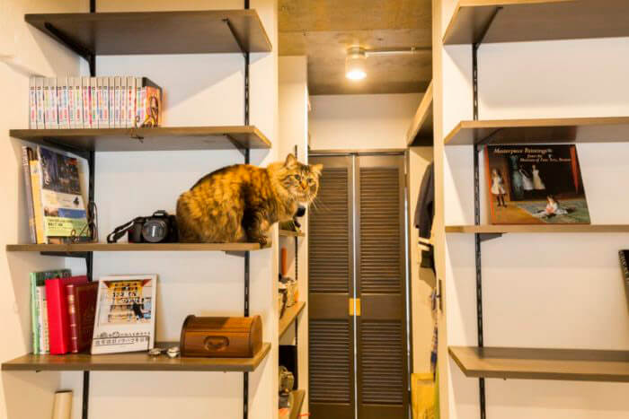 本棚で遊ぶ猫