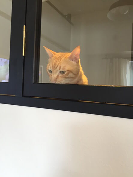 室内窓から覗く猫