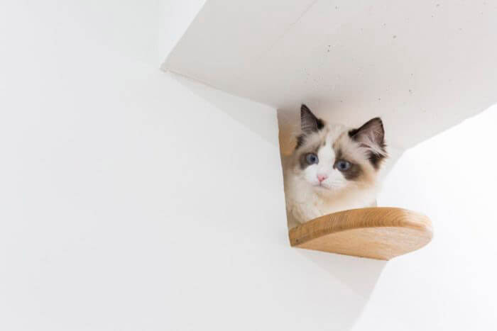 猫の「のぞき穴」