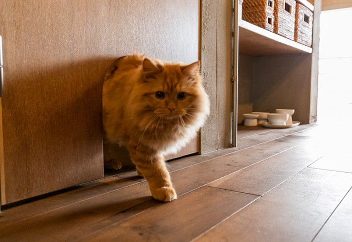 リノベーションで設置した猫ちゃん専用の出入り口