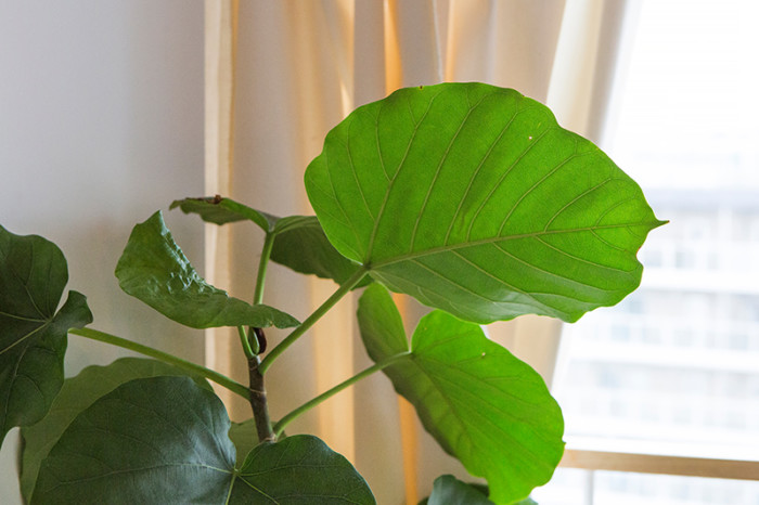 観葉植物