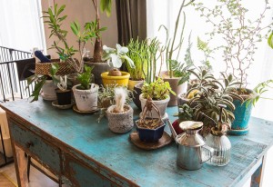 室内植物
