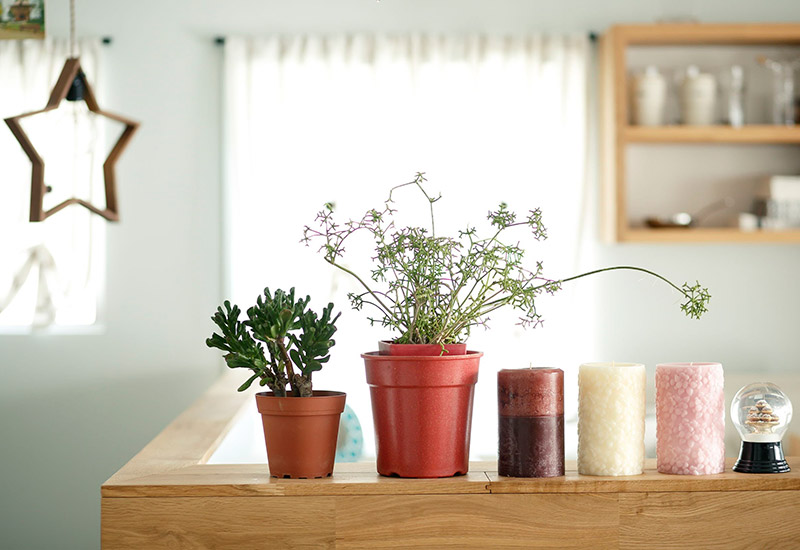 リノベーションしたキッチンに並ぶ植物