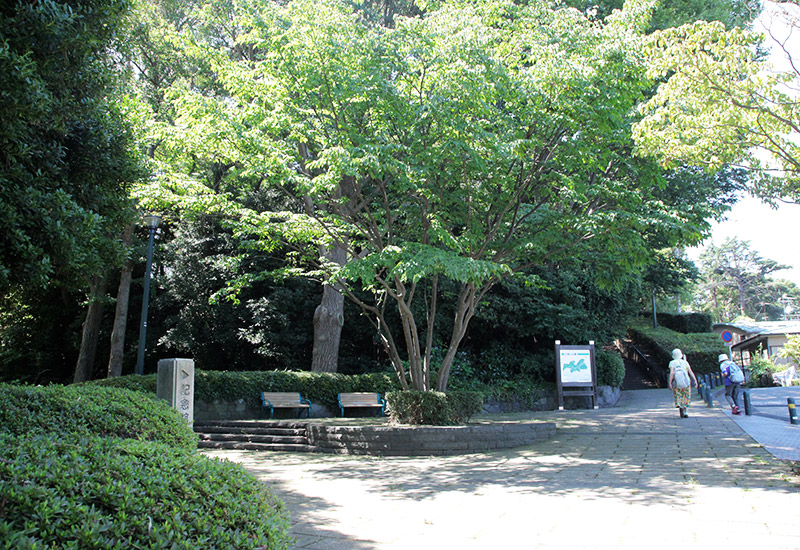 東急東横線大倉山駅から少し歩いたところにある大倉山公園