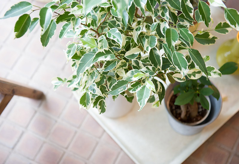 レンガ素材の床に置かれた観葉植物