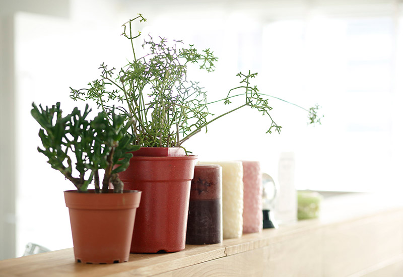 リノベーションした部屋に並べられた観葉植物とインテリア小物