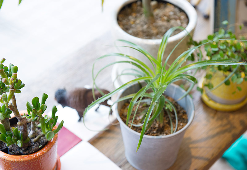 リノベーションした部屋の窓辺に置かれたたくさんの観葉植物