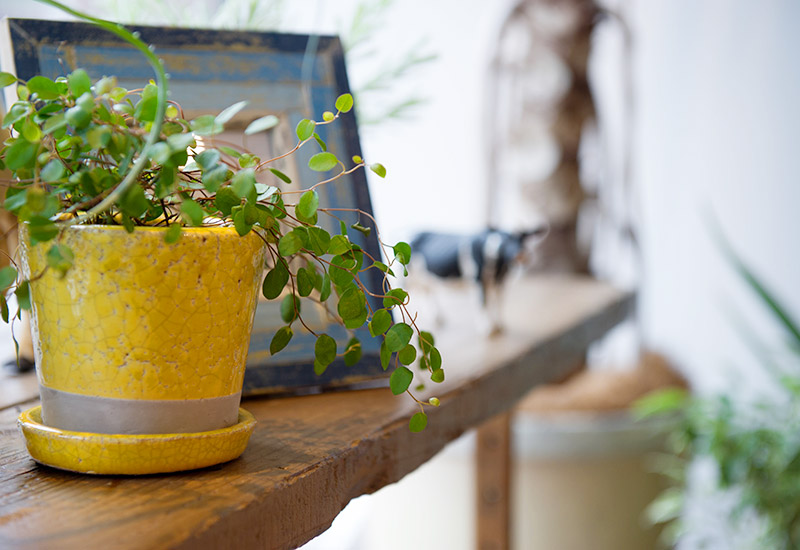 ウッドテーブルに置いた写真立てと植木鉢