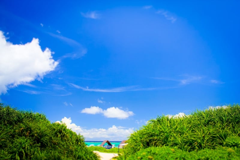 木々の間から見える海と青い空