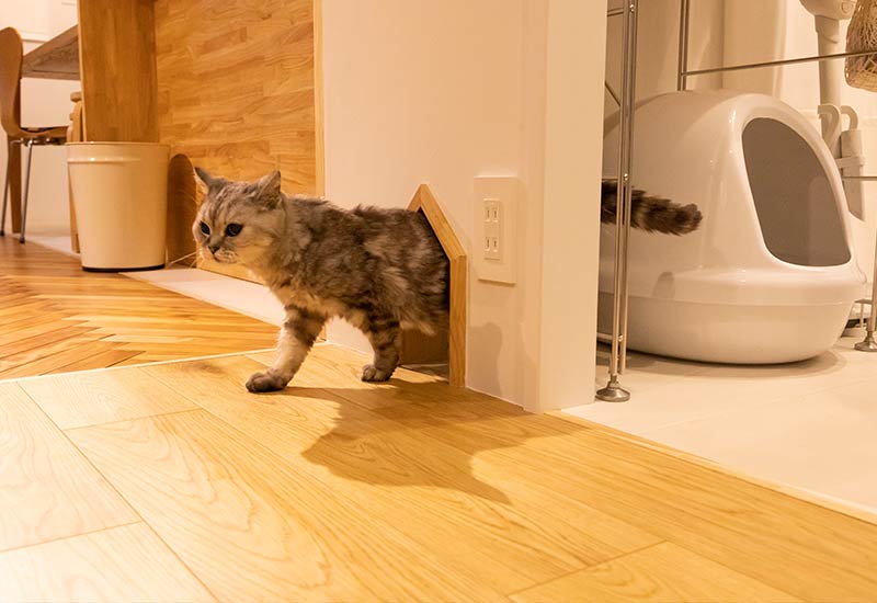 猫窓から通り抜ける猫の風景
