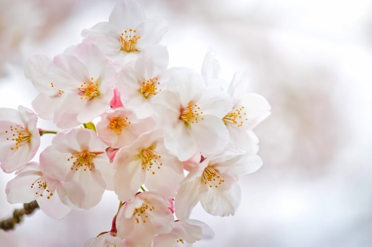 ssk_mannkainosakura_tp_v
