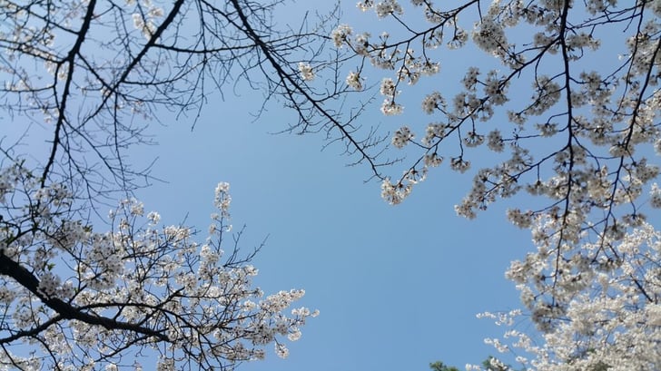 cherry-blossom-1962199_1920