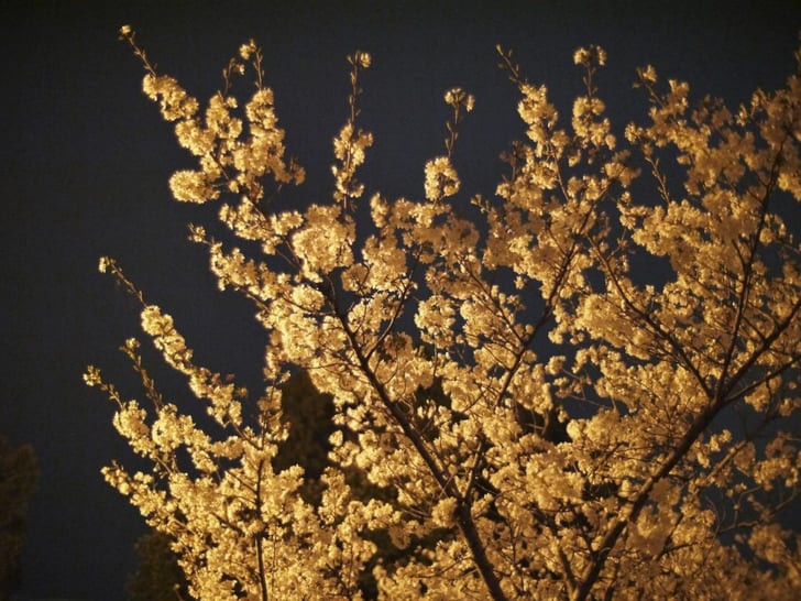 cherry-blossoms-108518_1920