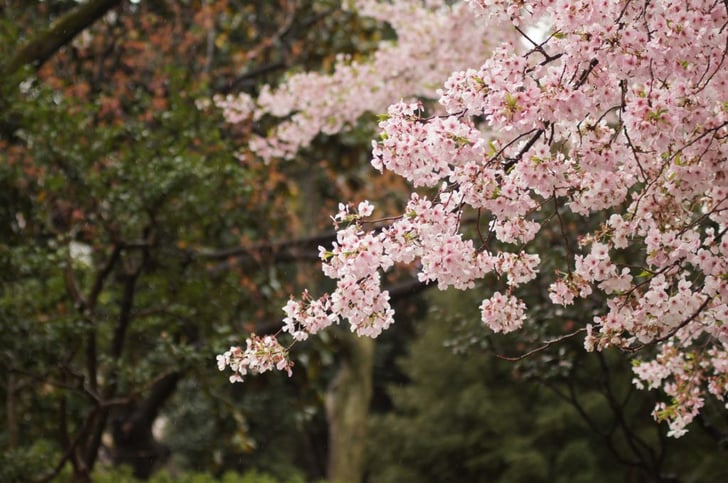 cherry-blossoms-1149175_1920