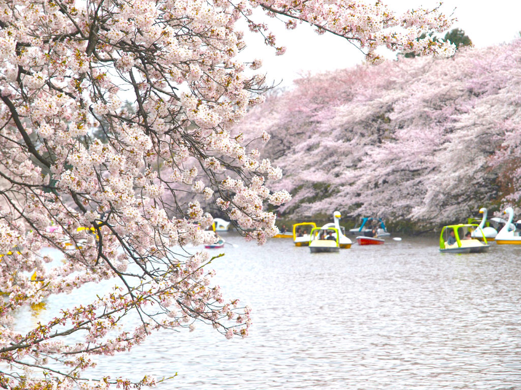 春が来た！吉祥寺周辺のお花見スポット＆イベント情報まとめ