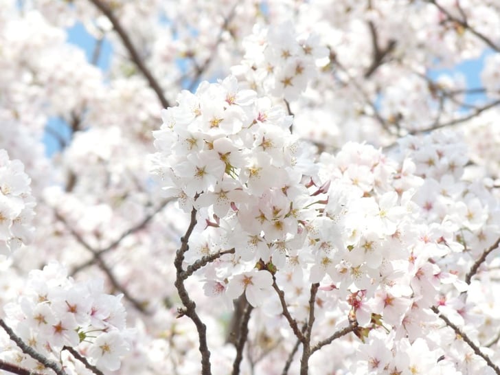 spring-302979_1920