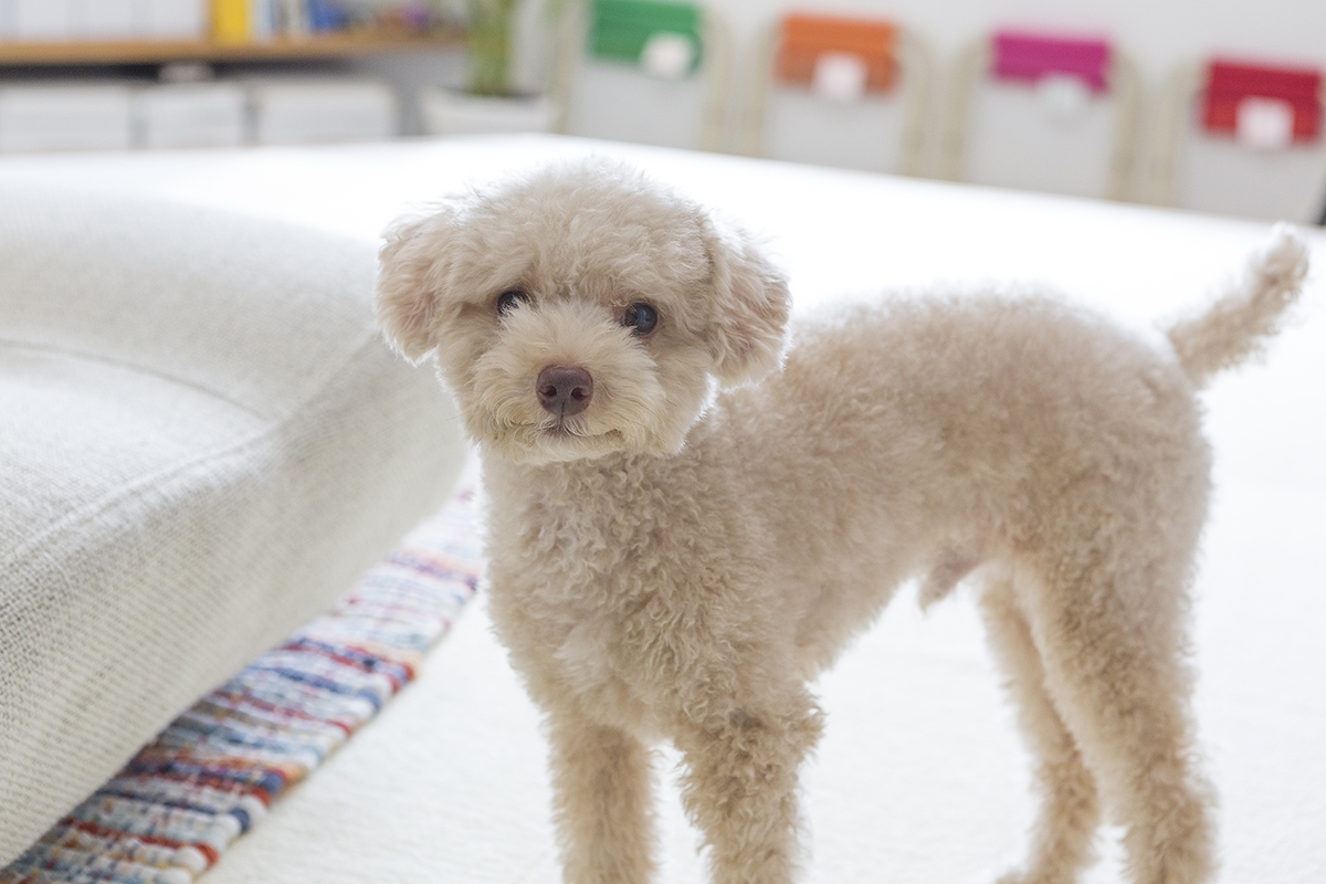 中古マンションのリノベーションで、“ペットと暮らす”をもっと楽しく