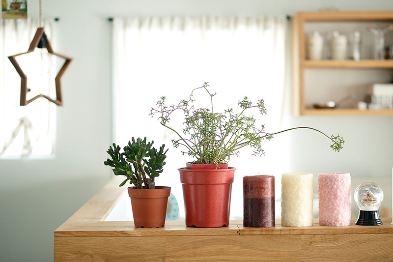 インテリアグリーンでお部屋をコーディネート！センスよく飾るポイントは？