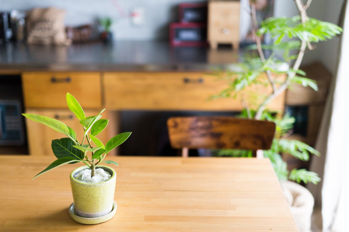 グリーン＆観葉植物と、暮らそう。━リノベーション事例8選━