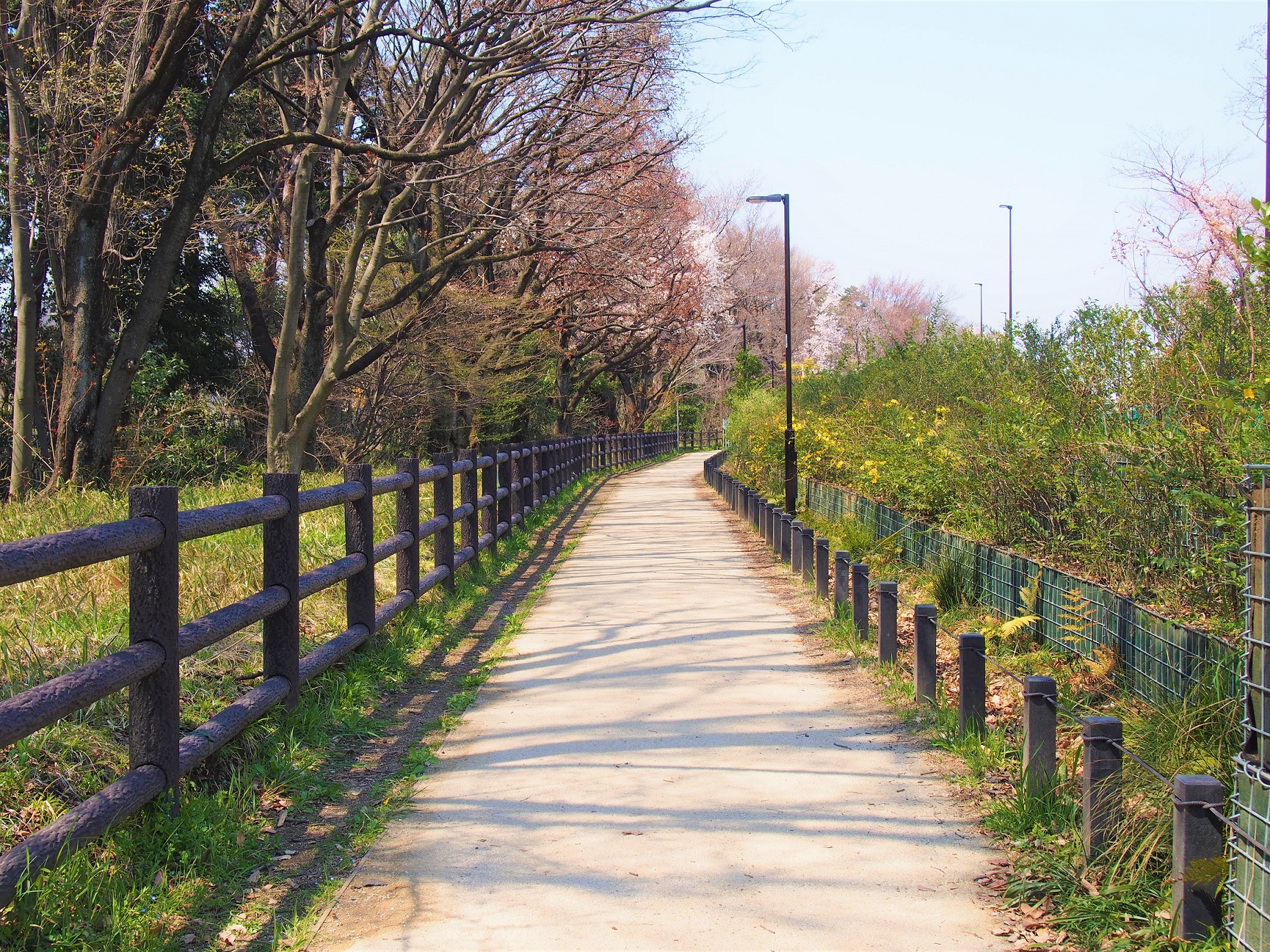 自然に癒される「玉川上水緑道」さんぽ【富士見ヶ丘～三鷹】