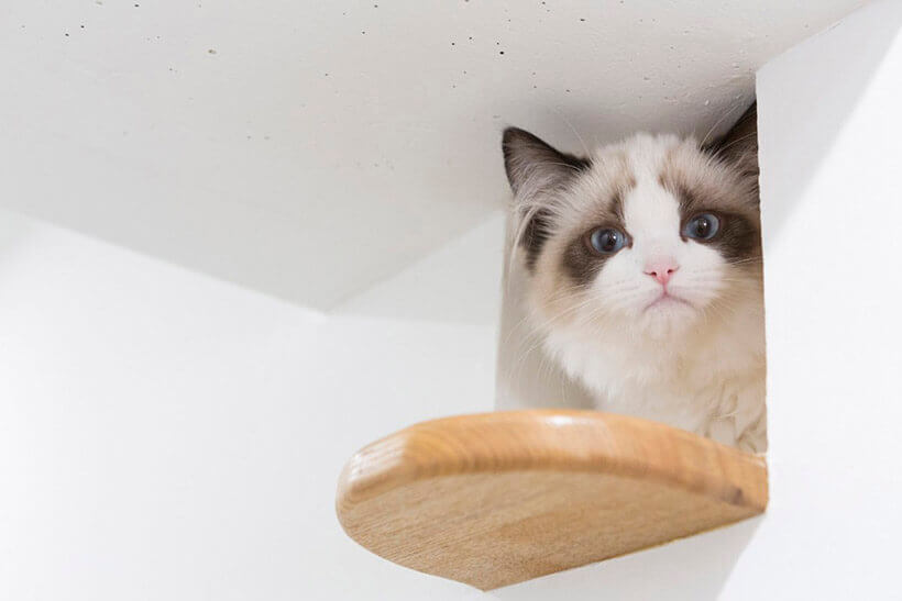 猫と暮らすリノベーション。猫好きが考えた「ネコリノベ」アイデア14選