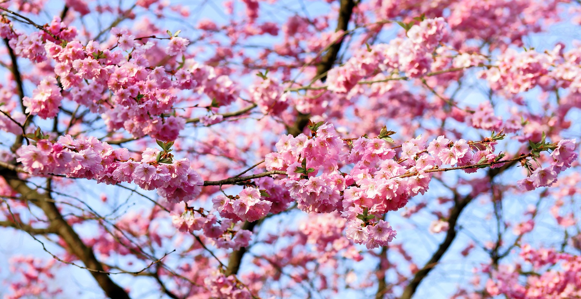 春が来た！吉祥寺周辺のお花見スポット＆イベント情報まとめ