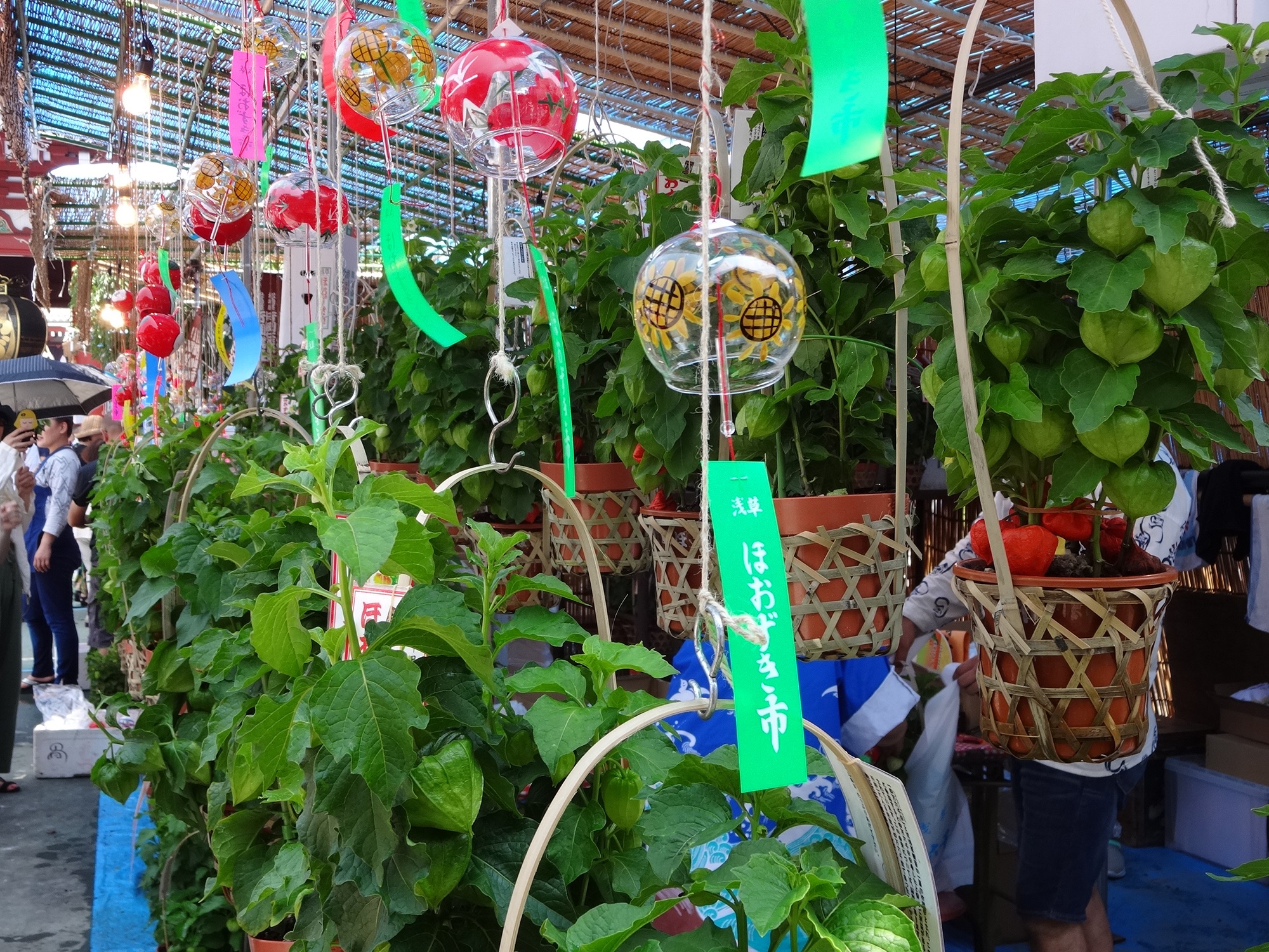 浅草】江戸風鈴の音色が夏を告げる、浅草寺ほおずき市。