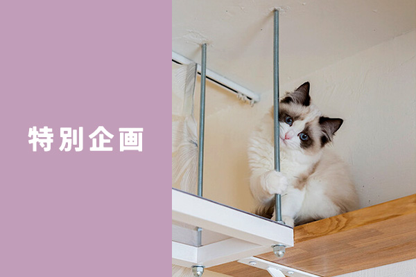 【3/30(土)限定🐈】猫ちゃんに囲まれた癒しの空間での猫リノベ講座